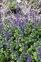 Aroma Violet Catmint (Nepeta x faassenii 'Aroma Violet') at Lakeshore Garden Centres