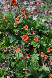 Rustico Orange Avens (Geum 'TNGEURO') at Lakeshore Garden Centres
