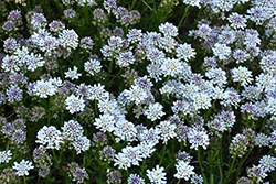Snowmantle Candytuft (Iberis sempervirens 'Snowmantle') at Lakeshore Garden Centres
