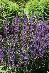 Blue By You Meadow Sage (Salvia nemorosa 'Balsalbyu') at Golden Acre Home & Garden