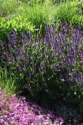 Violet Riot Sage (Salvia nemorosa 'Violet Riot') at Peter Knippel Garden Centre