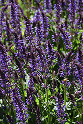 Violet Riot Sage (Salvia nemorosa 'Violet Riot') at Peter Knippel Garden Centre