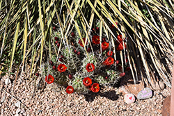 Mexican Claret Cup (Echinocereus coccineus) at Lakeshore Garden Centres