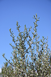 Littleleaf Mountain Mahogany (Cercocarpus intricatus) at Lakeshore Garden Centres
