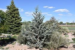 San Pedro Martir Cypress (Cupressus arizonica 'var. montana') at Lakeshore Garden Centres