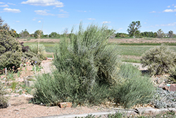 Bluestem Joint Fir (Ephedra equisetina) at Lakeshore Garden Centres