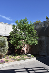Bigtooth Maple (Acer grandidentatum) at Lakeshore Garden Centres