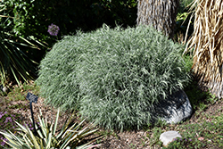 Baby Blue Rabbitbrush (Ericameria nauseosa 'Baby Blue') at Lakeshore Garden Centres