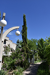 Weeping Giant Sequoia (Sequoiadendron giganteum 'Pendulum') at Lakeshore Garden Centres