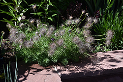 Moon Carrot (Seseli gummiferum) at Lakeshore Garden Centres
