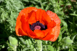 Orange Scarlet Poppy (Papaver orientale 'Orange Scarlet') at Lakeshore Garden Centres