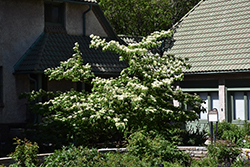 June Snow Giant Dogwood (Cornus controversa 'June Snow-JFS') at Lakeshore Garden Centres