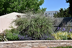 Alternate Leaf Butterfly Bush (Buddleia alternifolia) at Lakeshore Garden Centres