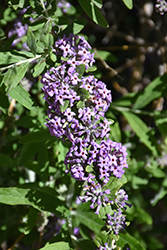 Alternate Leaf Butterfly Bush (Buddleia alternifolia) at Lakeshore Garden Centres
