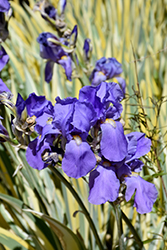Variegated Sweet Iris (Iris pallida 'Variegata') at Peter Knippel Garden Centre