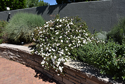 Stanwell Perpetual Rose (Rosa 'Stanwell Perpetual') at Lakeshore Garden Centres