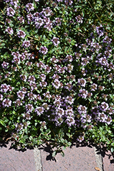 Broad-leaf English Thyme (Thymus vulgaris 'Broad-leaf English') at Lakeshore Garden Centres