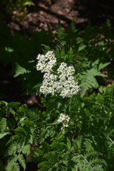 Sweet Cicely (Myrrhis odorata) at Lakeshore Garden Centres