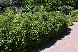 Alpine Currant (Ribes alpinum) at Peter Knippel Garden Centre