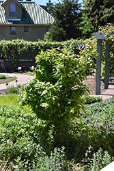 Marron Medlar (Mespilus germanica 'Marron') at Lakeshore Garden Centres