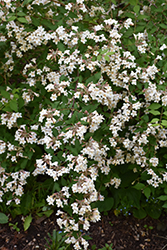 Beautybush (Kolkwitzia amabilis) at Peter Knippel Garden Centre