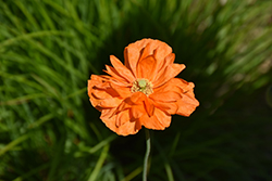 Double Tangerine Gem Spanish Poppy (Papaver rupifragum 'Double Tangerine Gem') at Lakeshore Garden Centres