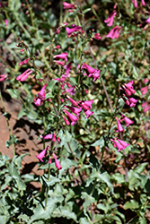 Sunset Crater Penstemon (Penstemon clutei) at Lakeshore Garden Centres