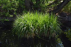 Porcupine Sedge (Carex hystericina) at Lakeshore Garden Centres