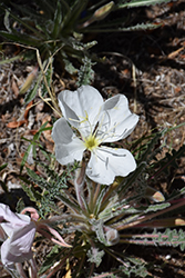 Tufted Evening Primrose (Oenothera caespitosa) at Lakeshore Garden Centres