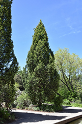 Columnar Douglas Fir (Pseudotsuga menziesii 'Fastigiata') at Lakeshore Garden Centres