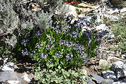 Jones' Bluestar (Amsonia jonesii) at Lakeshore Garden Centres