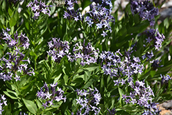 Jones' Bluestar (Amsonia jonesii) at Lakeshore Garden Centres