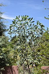 Cabbage Tree (Cussonia spicata) at Lakeshore Garden Centres