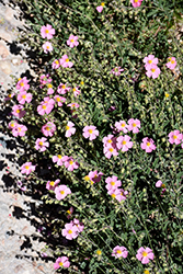 Common Rock Rose (Helianthemum nummularium) at Lakeshore Garden Centres