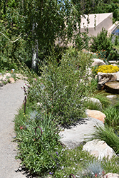 American Dwarf Birch (Betula glandulosa) at Lakeshore Garden Centres