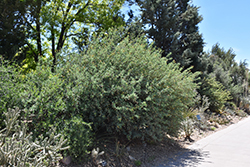 Fremont Mahonia (Mahonia fremontii) at Lakeshore Garden Centres