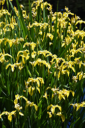 Yellow Flag Iris (Iris pseudacorus) at Green Thumb Garden Centre