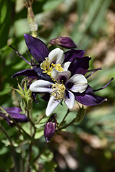 Remembrance Columbine (Aquilegia 'Swan Violet & White') at Lakeshore Garden Centres