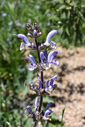 Shangri-La Sage (Salvia 'Shangri-La') at Lakeshore Garden Centres