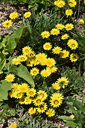 Colorado Gold Gazania (Gazania linearis 'Colorado Gold') at Peter Knippel Garden Centre