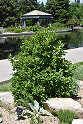 Mini Man Dwarf Manchurian Viburnum (Viburnum burejaeticum 'P017S') at Lakeshore Garden Centres