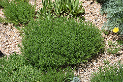 Purple Winter Savory (Satureja montana var. illyrica) at Lakeshore Garden Centres