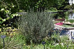 Littleleaf Mountain Mahogany (Cercocarpus intricatus) at Lakeshore Garden Centres
