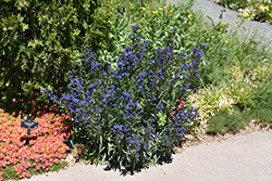 Summer Forget-Me-Not (Anchusa capensis) at Lakeshore Garden Centres