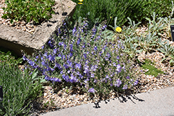 Silverton Bluemat Penstemon (Penstemon linarioides 'P014S') at Lakeshore Garden Centres