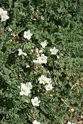 Yellow Heron's Bill (Erodium chrysanthum) at Lakeshore Garden Centres