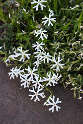 Snowmass Phlox (Phlox bifida 'Snowmass') at Lakeshore Garden Centres