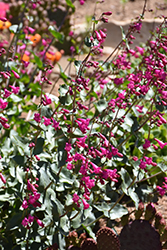 Desert Beard Tongue (Penstemon pseudospectabilis) at Lakeshore Garden Centres