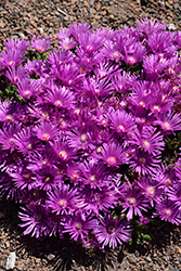 Jewel Of Desert Opal Ice Plant (Delosperma 'Jewel Of Desert Opal') at Lakeshore Garden Centres