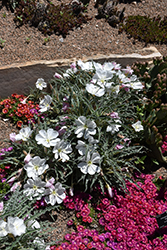 Tufted Evening Primrose (Oenothera caespitosa) at Lakeshore Garden Centres